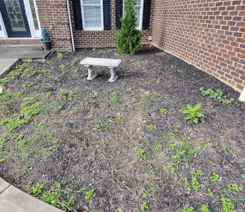 Landscaping bed before Boso's cleanup